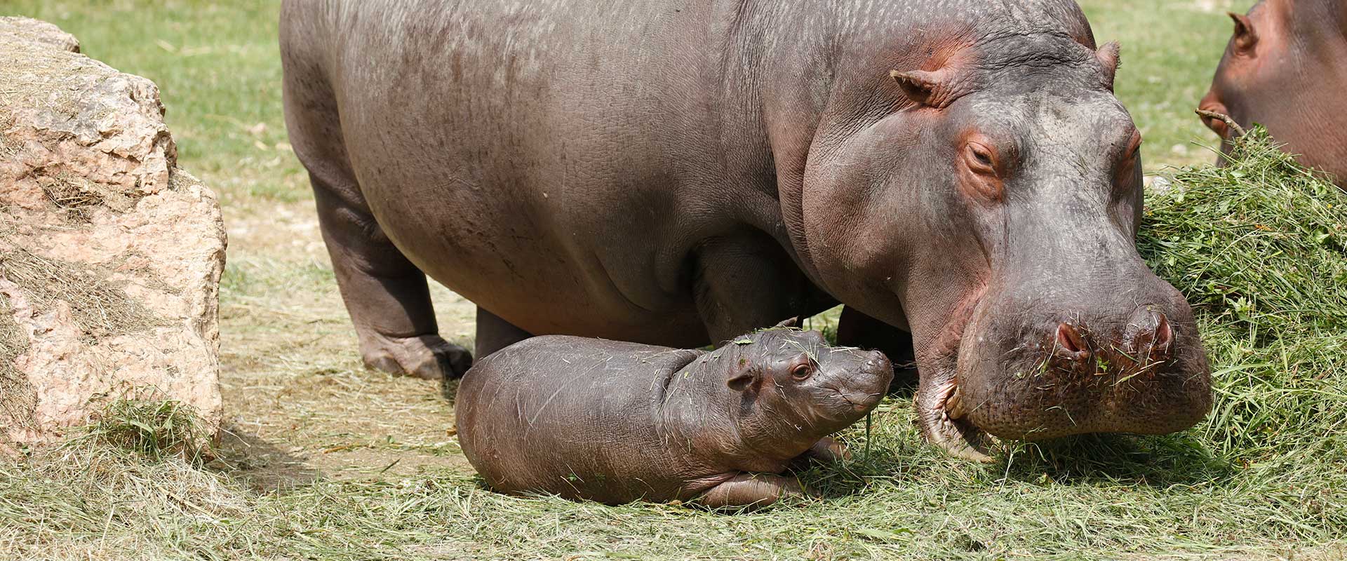 Conosci il baby hippo