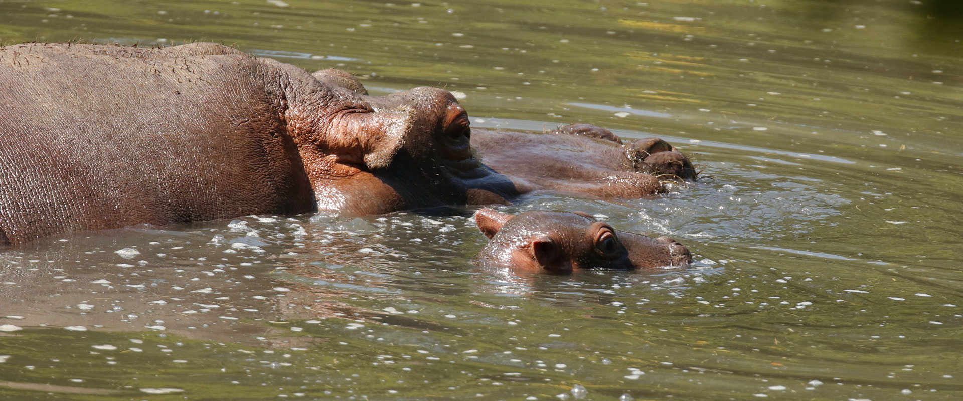 Speciale baby hippo