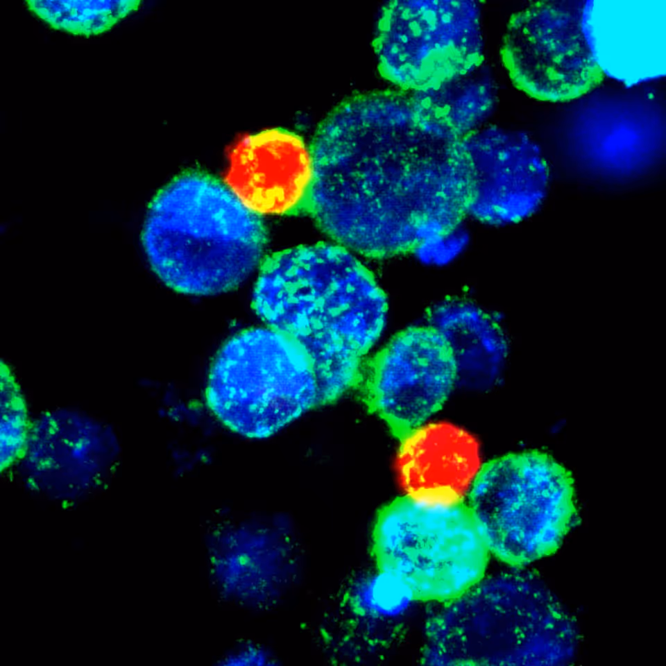 Engineered CAR-Tregs acquiring activation ligands from neighboring cells via trogocytosis.