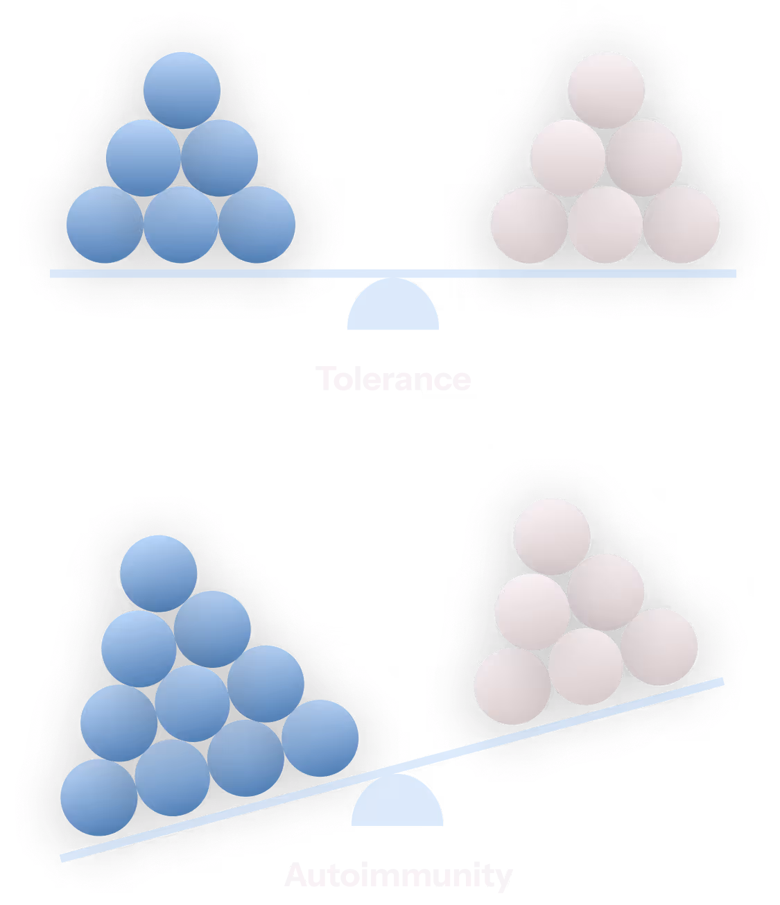 Graphical representation of Tolerance and Autoimmunity using scales. For Tolerance, Teffectors and Tregs are balanced. For autoimmunity, Teffectors outweigh Tregs.