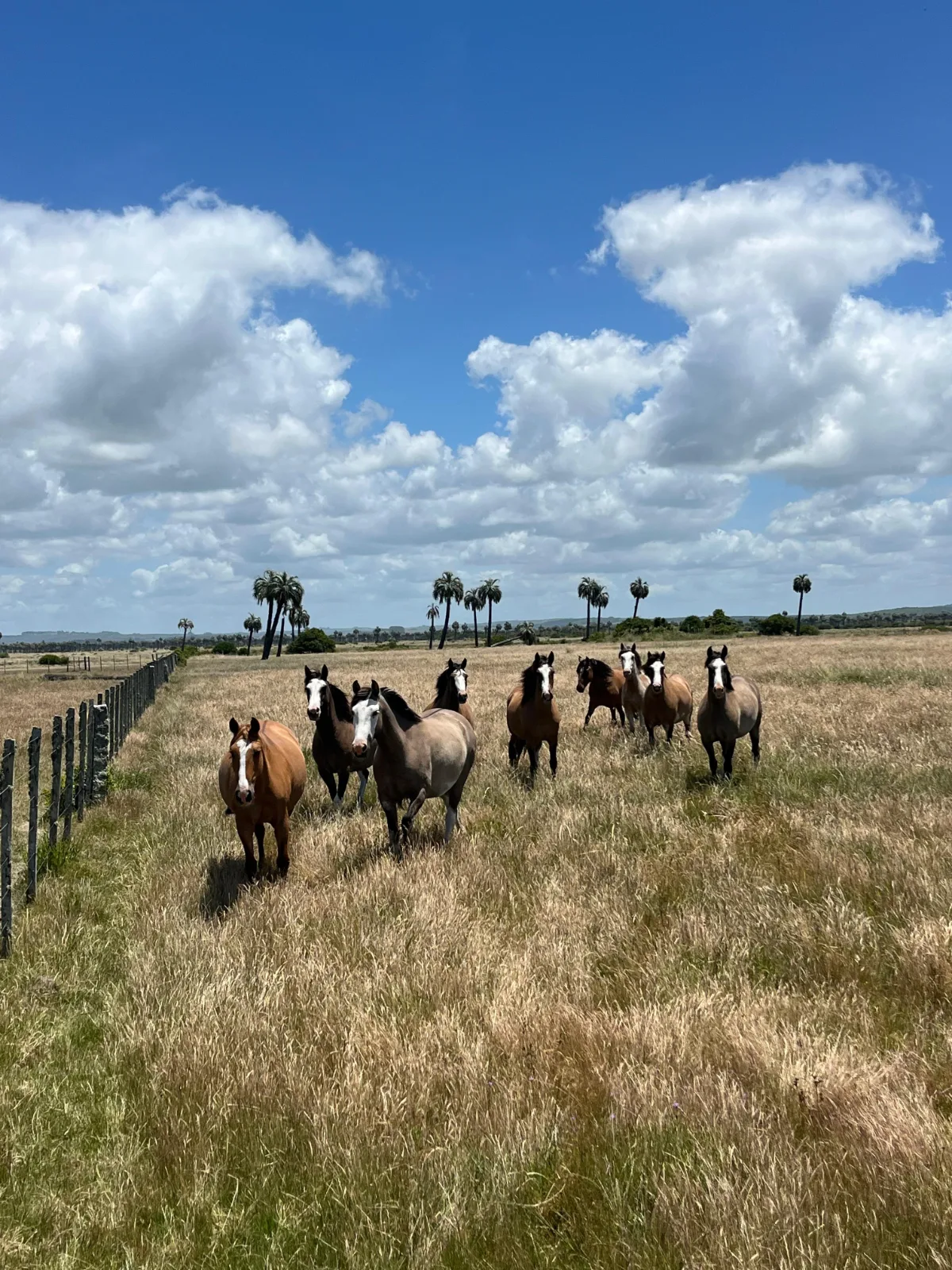 Caballos en el campo entre los palmares de butiá en Rocha