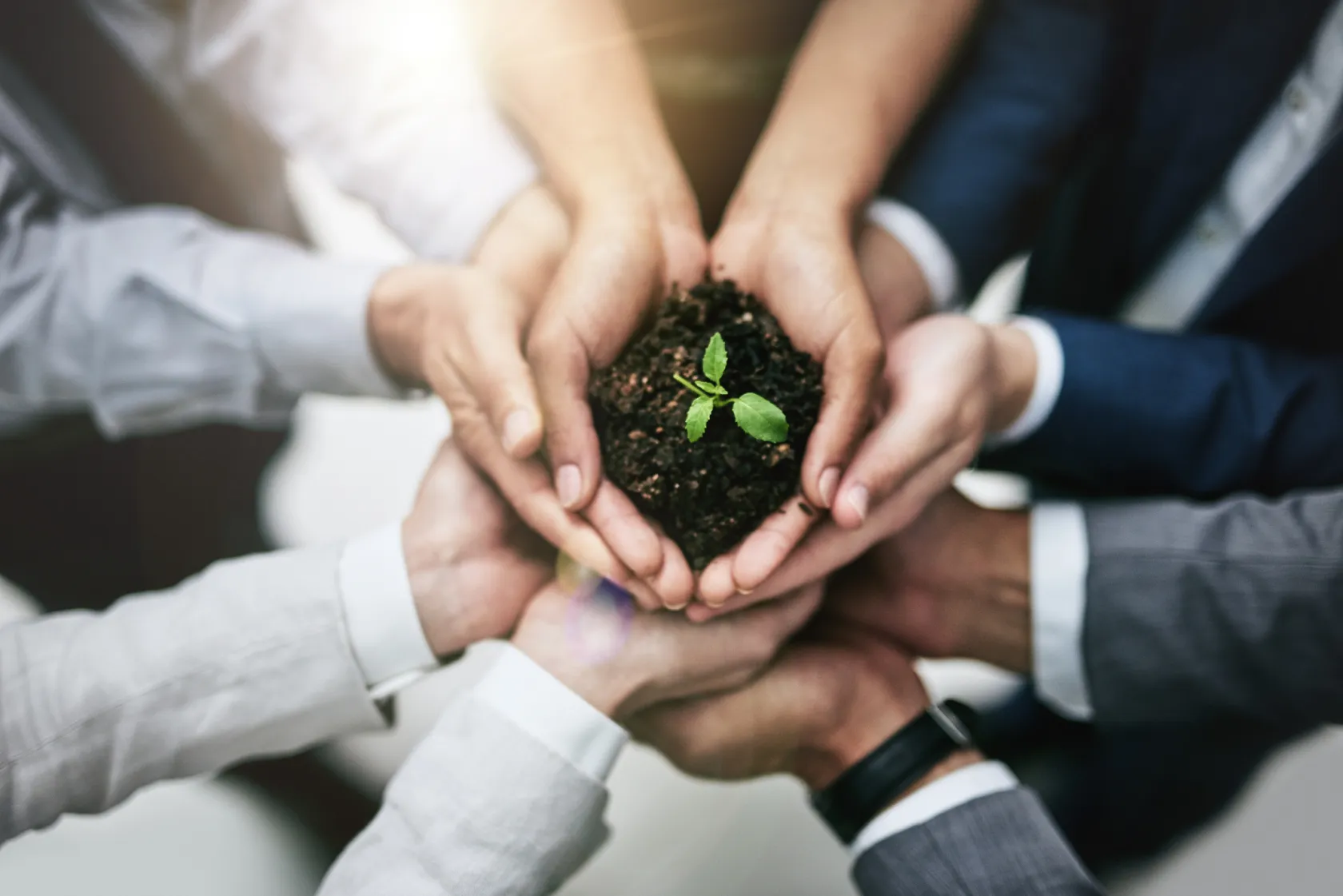A team of people circled and reaching their hands in to hold up a single plan with leaves growing