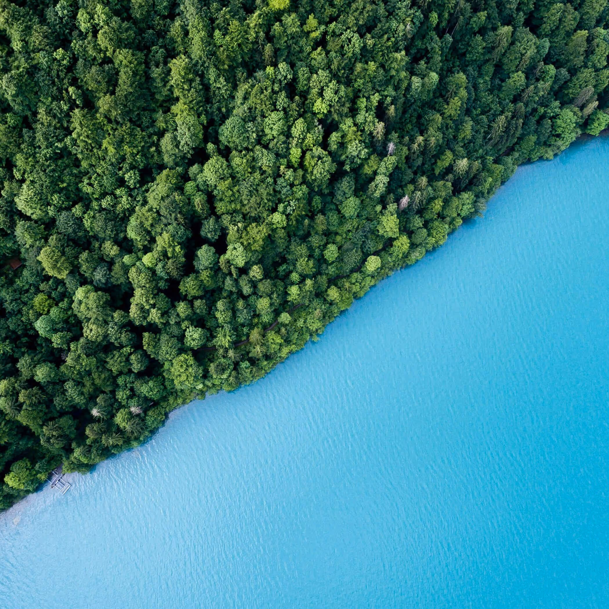 Aerial view of dense green forest meeting turquoise blue water