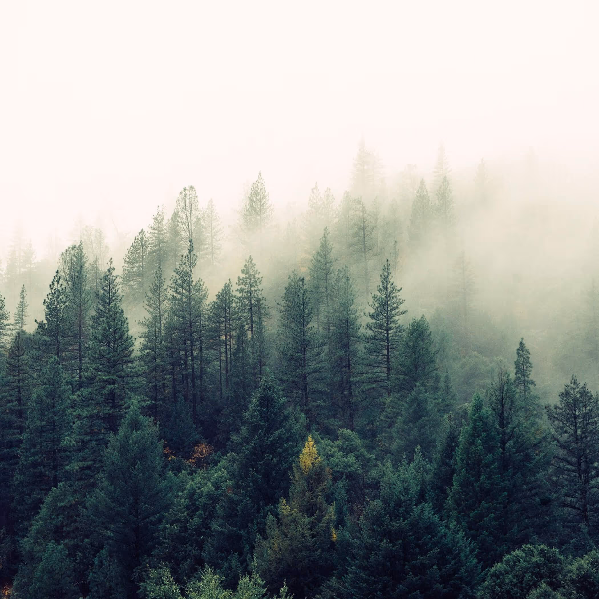 Misty fog rolling through dense evergreen forest