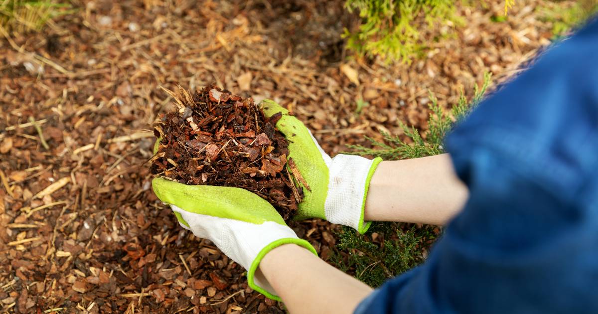 Mulch Graph Image