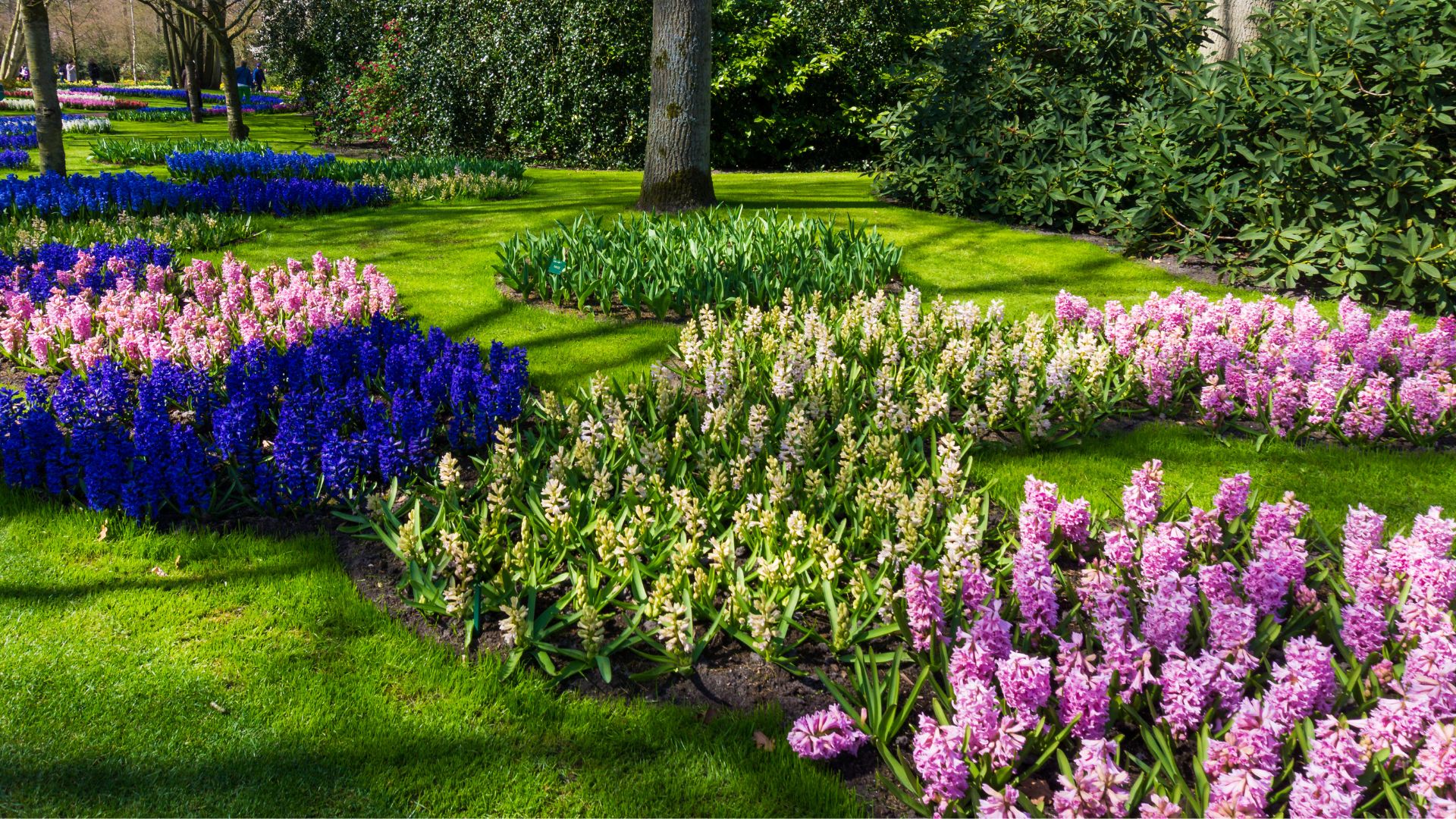 Landscape Flowers
