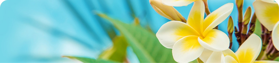 A bright tropical background featuring yellow-and-white plumeria flowers with green leaves against a soft blue sky — evoking a refreshing Hawaiian atmosphere