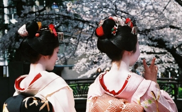 Two maiko in elegant kimono admiring cherry blossoms in full bloom