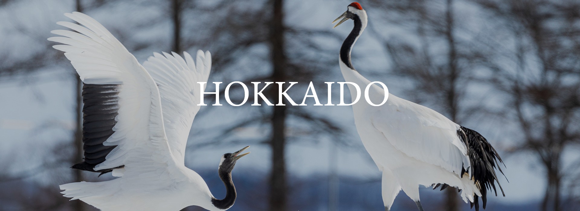 Snow-covered landscape of Hokkaido viewed through traditional bamboo blinds from a warm indoor onsen.