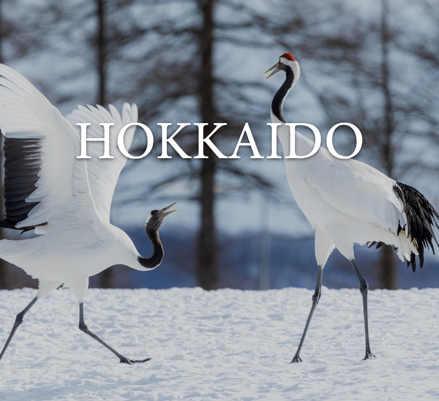 Snow-covered landscape of Hokkaido viewed through traditional bamboo blinds from a warm indoor onsen