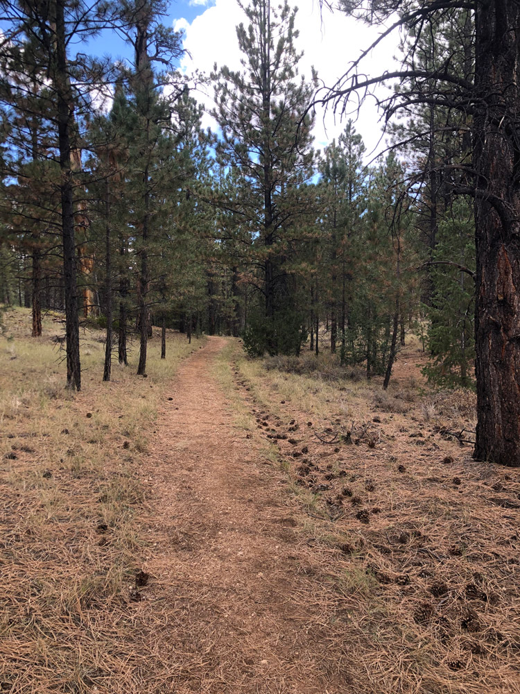 Swamp Canyon Trees