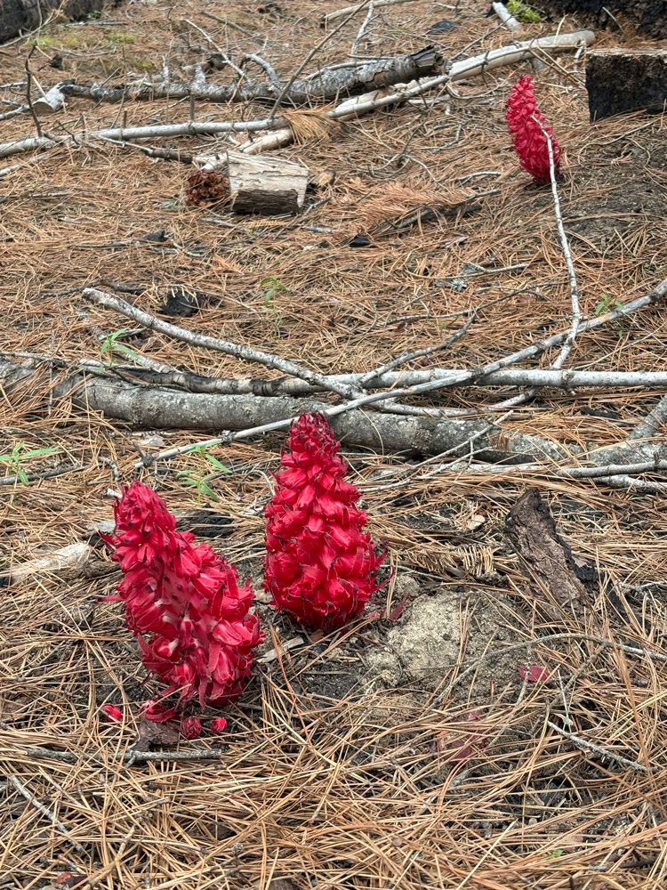 Red pinecone flowers