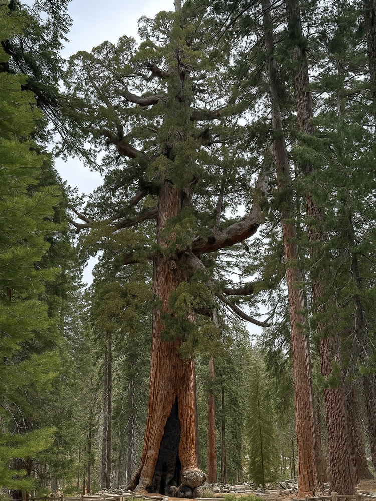 Yosemite National Park Mariposa Grove Grizzley Tree