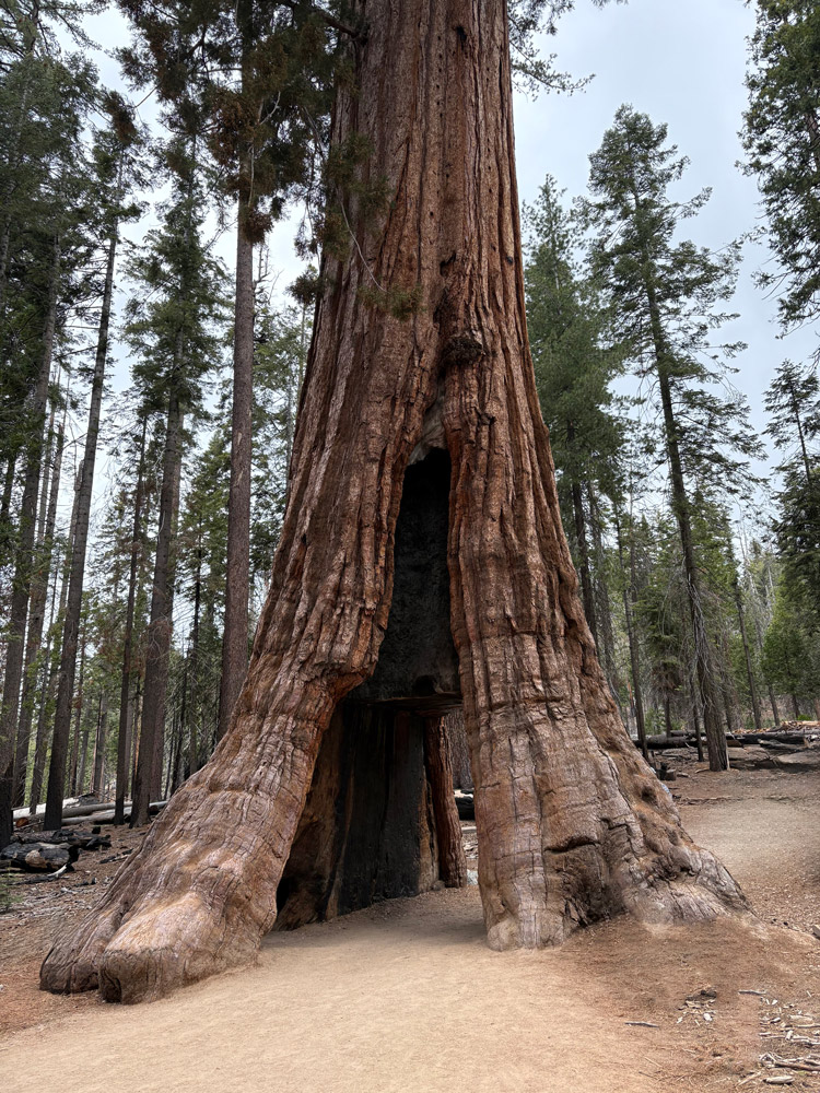 California Tunnel Tree