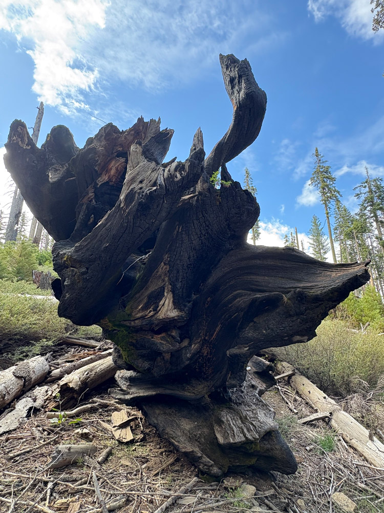 Burnt roots of a giant sequoia tree