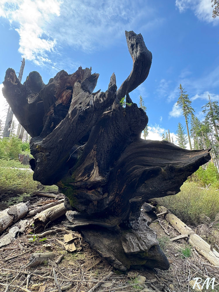 Burnt roots of a giant sequoia tree