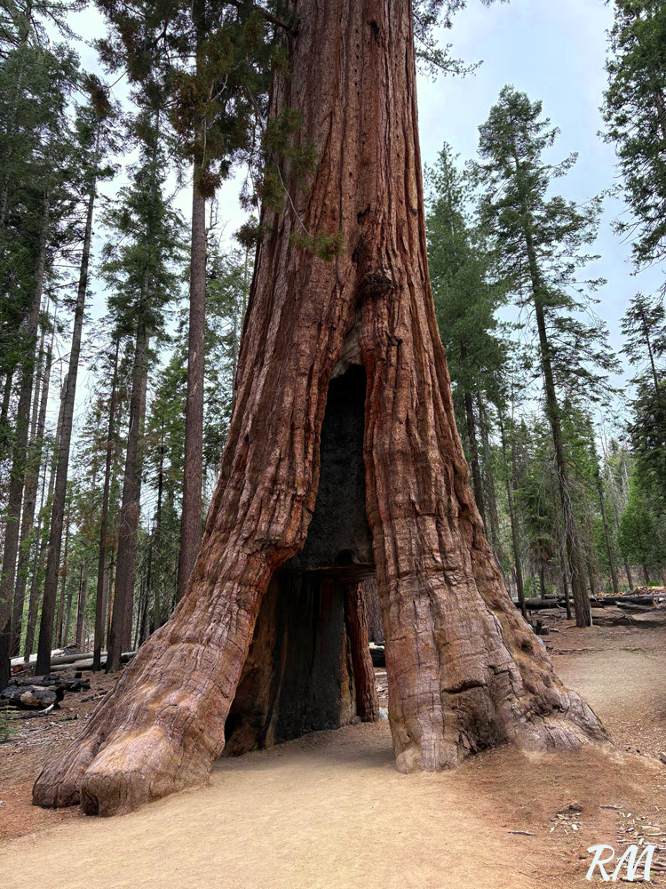 California Tunnel Tree.