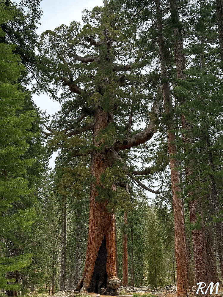 Yosemite National Park Mariposa Grove Grizzley Tree.