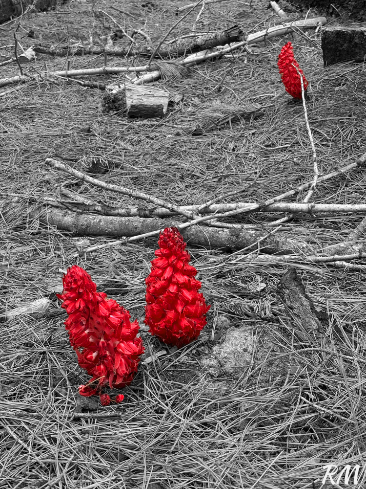 Red pinecone flowers with black and white background.