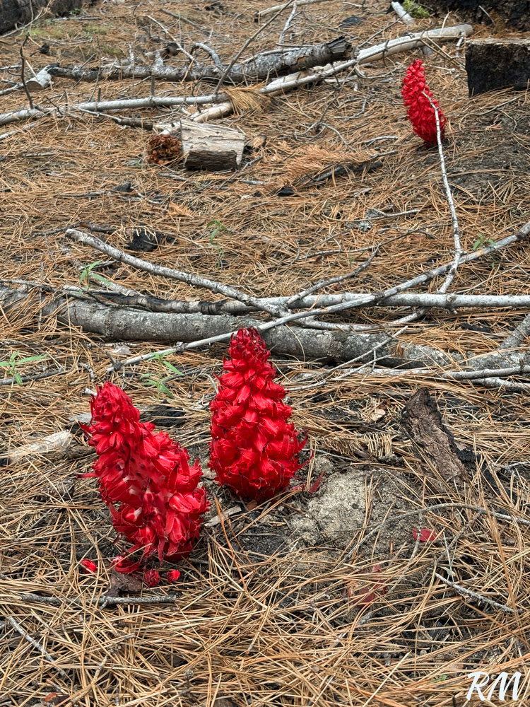 Red pinecone flowers