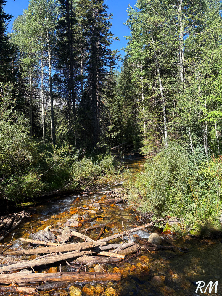 White Pine Fork River with logs