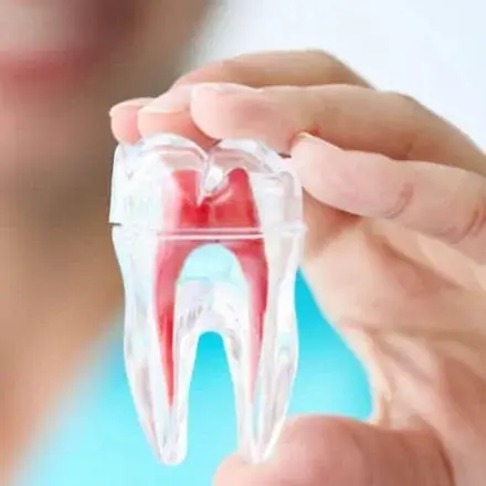 Dentist holding up an example of dental veneers