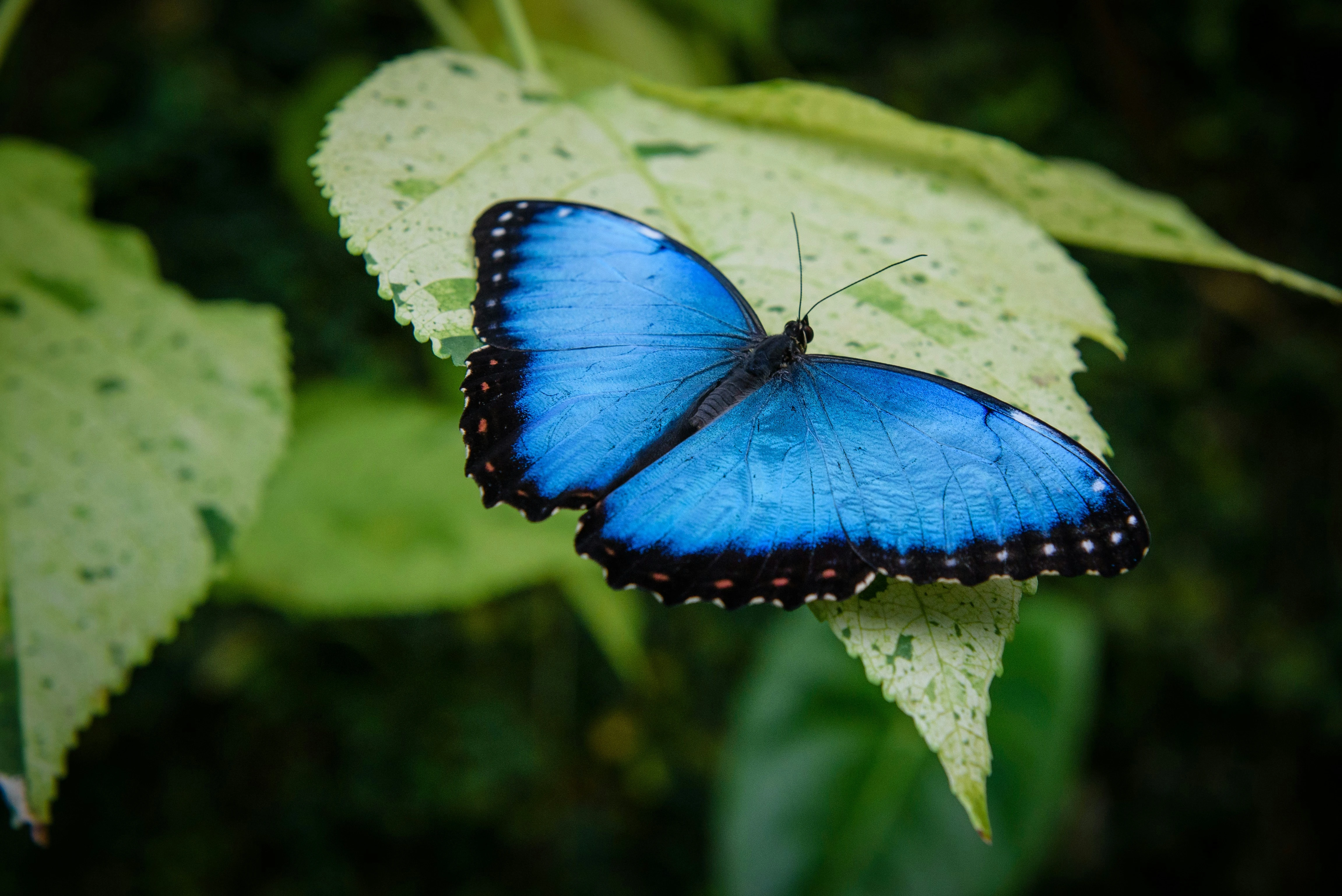 Blauer Schmetterling auf einem Blatt als Symbol für Change Management Methoden