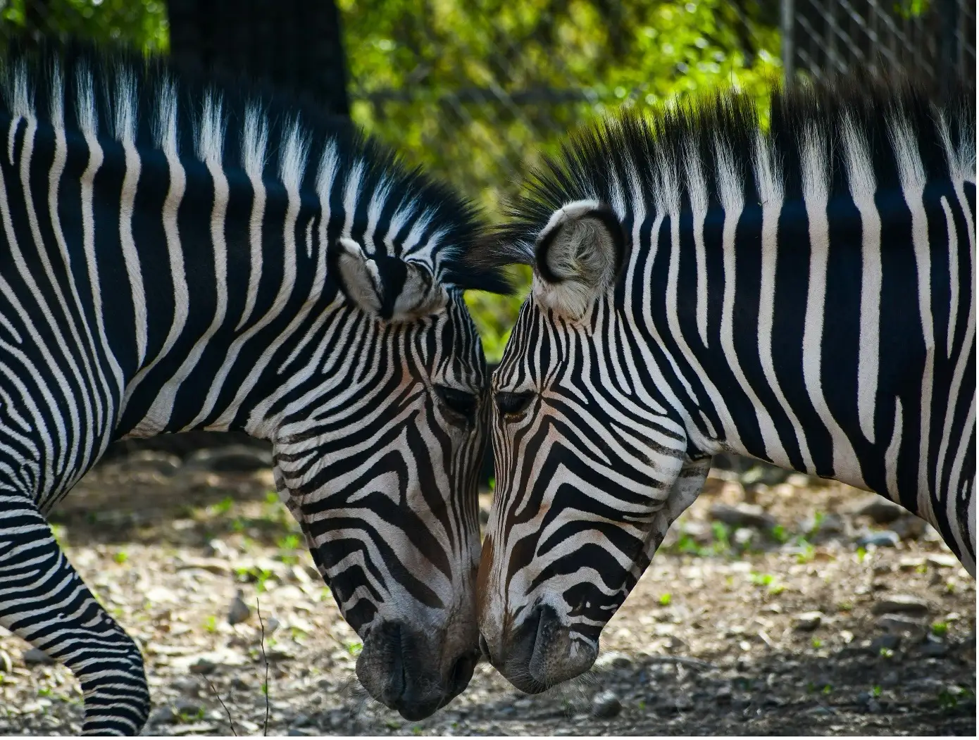 Zebras Kopf an Kopf als Symbol für Konflikte