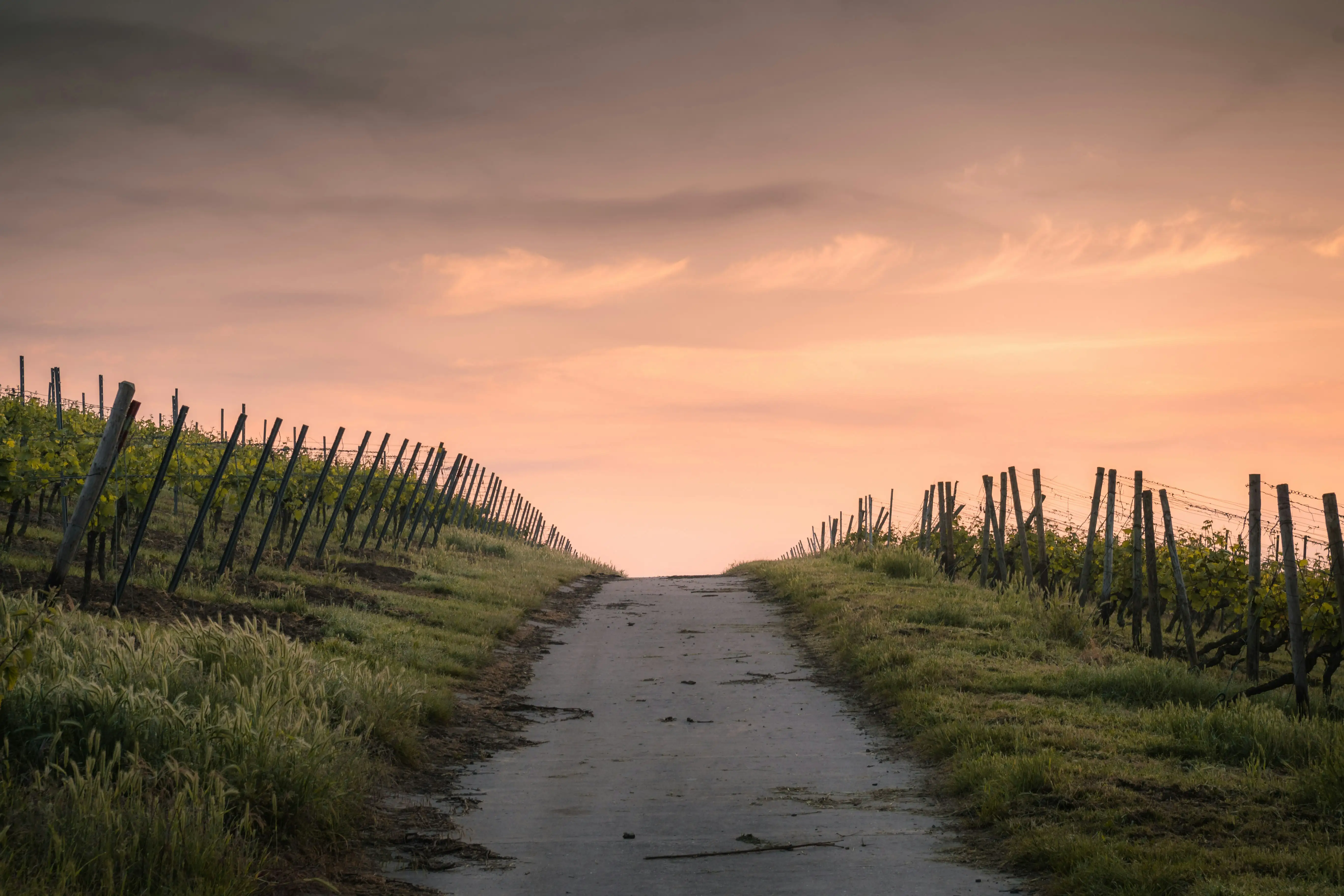 Weg führt bei Sonnenuntergang geradeaus durch die Dünen