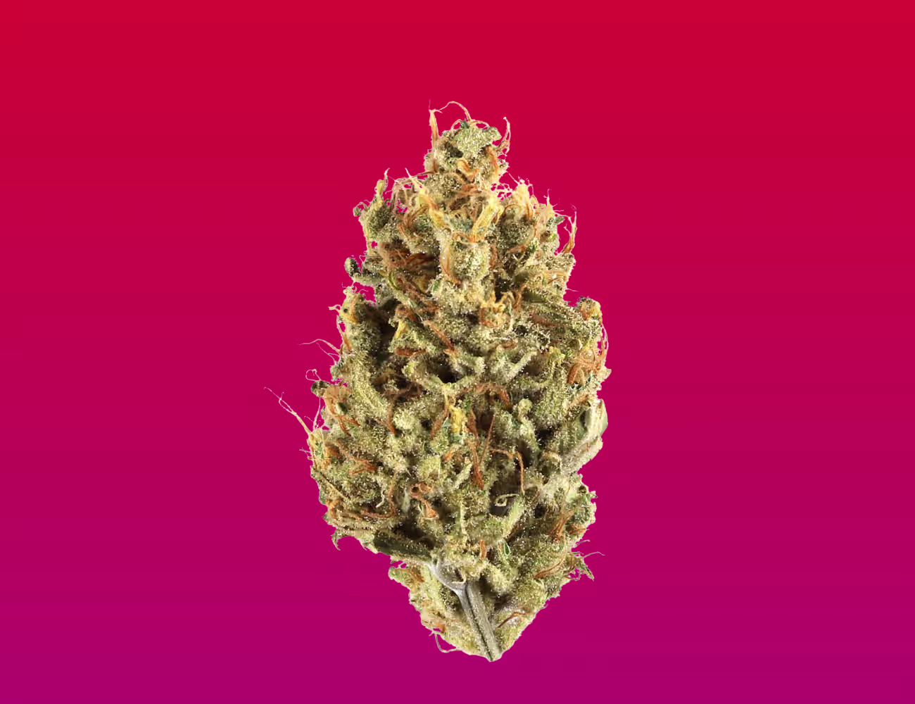 Close-up of a cannabis flower bud isolated on a bright pink gradient background