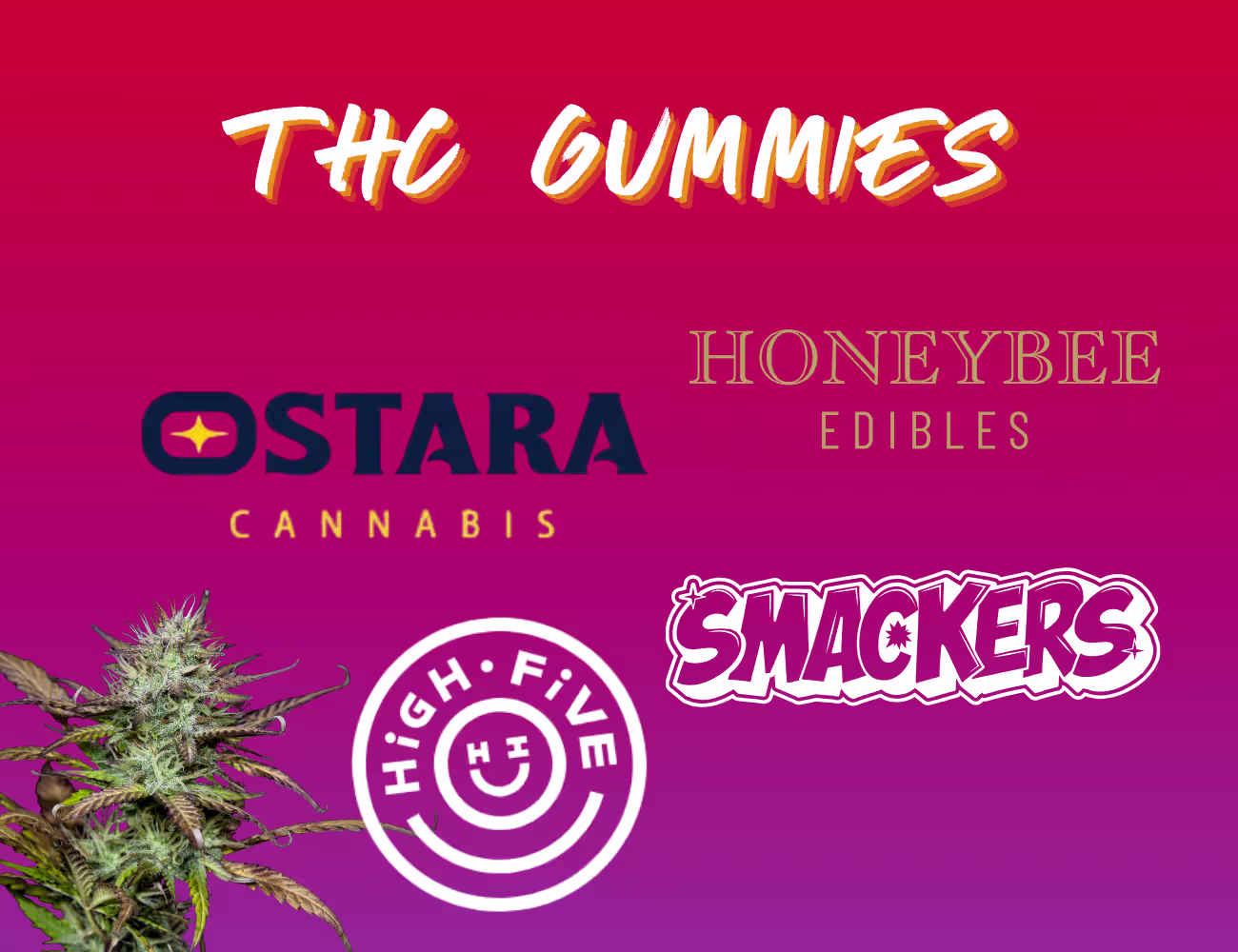  Promotional graphic for THC gummies featuring a pink-to-purple gradient background with the headline “THC Gummies.” Logos for Ostara Cannabis, Honeybee Edibles, High Five, and Smackers are displayed across the image, with a cannabis flower plant pictured in the lower-left corner. The design highlights multiple cannabis edible brands available in a colorful, eye-catching layout.