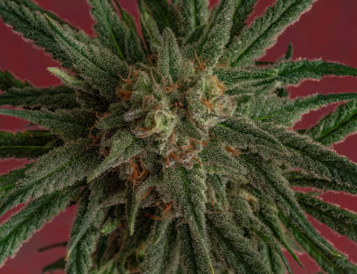 Close-up of a frosty cannabis flower with orange pistils against a deep red background.