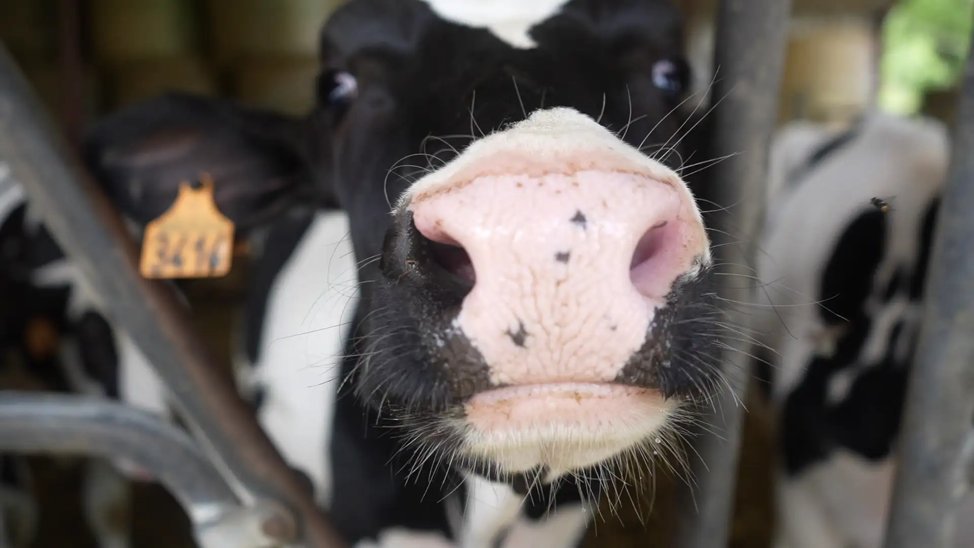Agriculture Dordogne