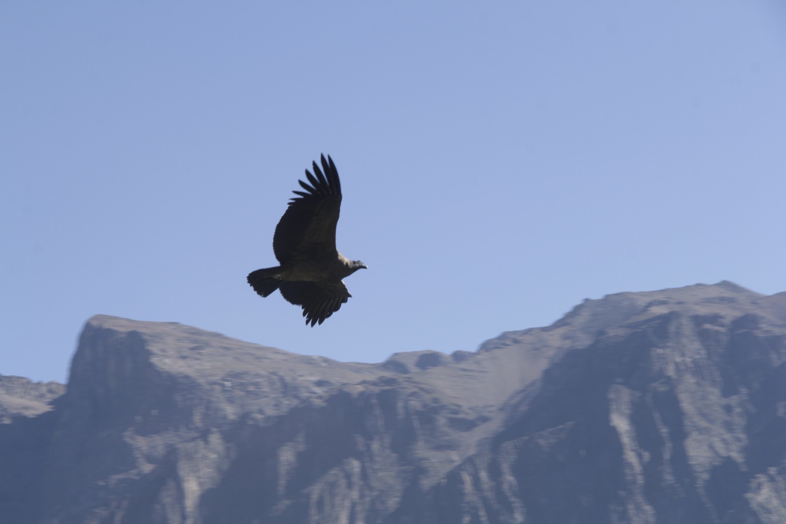 Condor des Andes