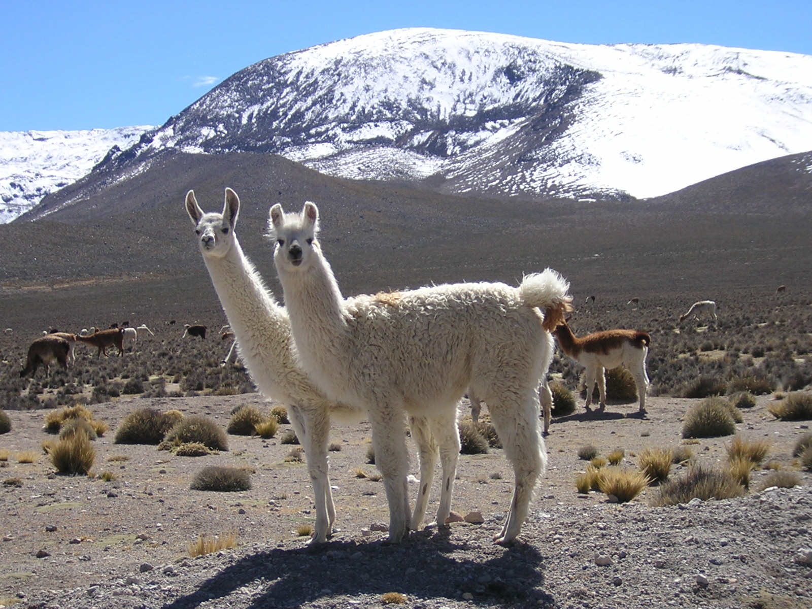 Terre de camélidés 