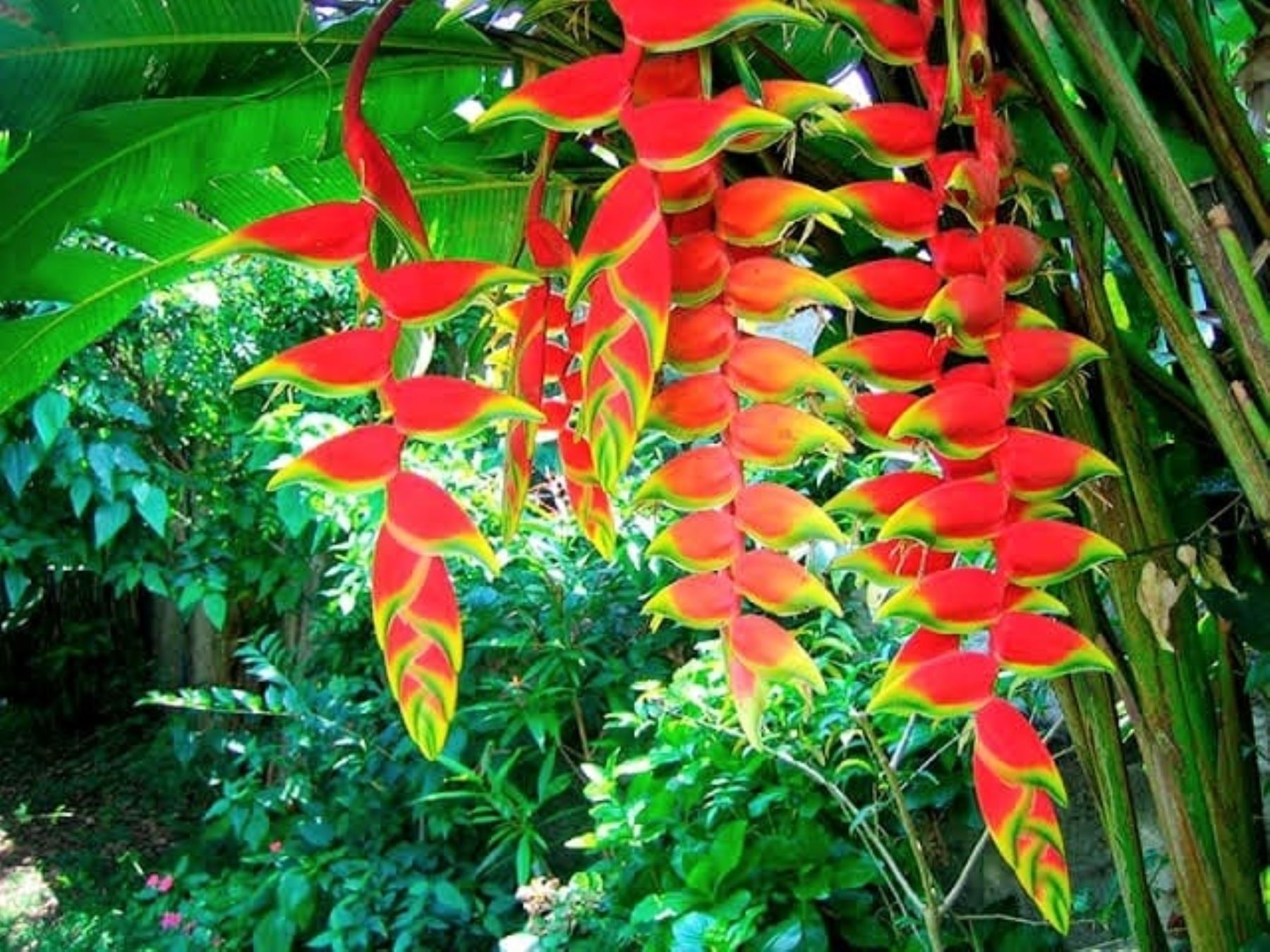 Plantes médicinales