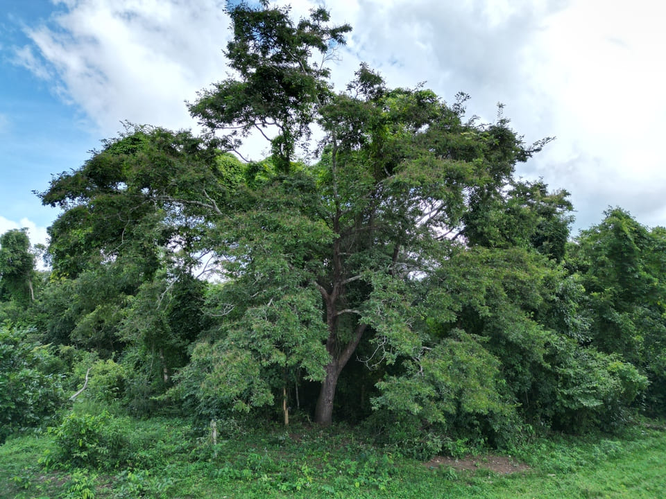 Esprits de la forêt