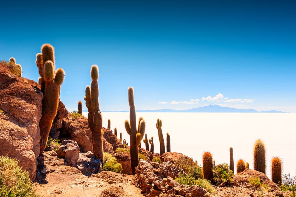Île Incahuasi au Salar d’Uyuni, paysage de cactus géants sur roches volcaniques avec vue sur l’immensité blanche du désert de sel.