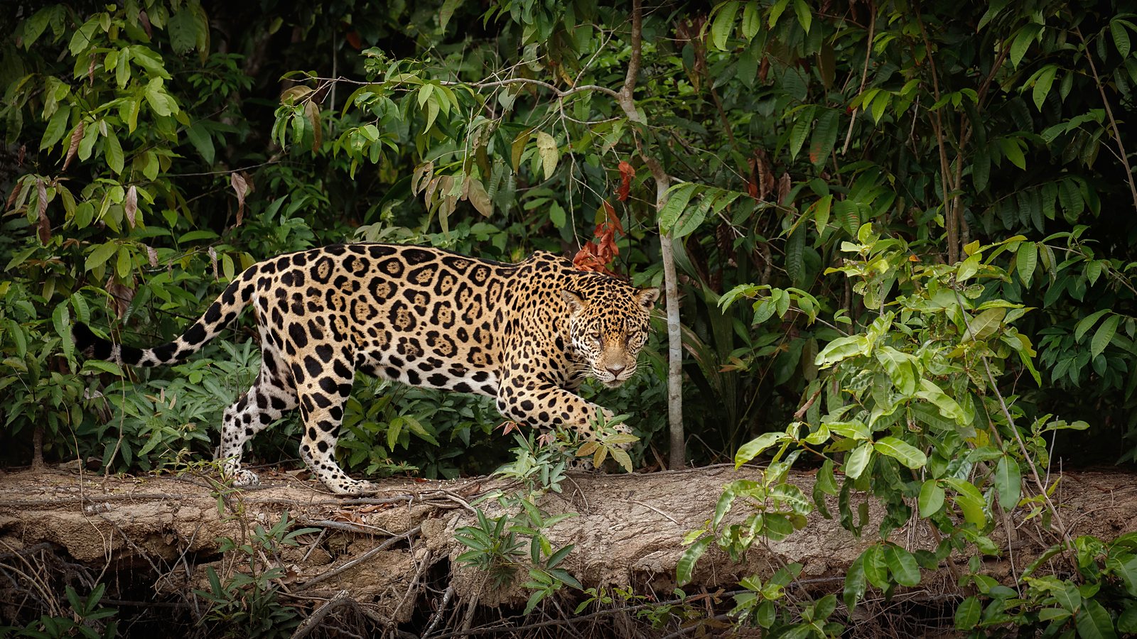 Jaguar longeant une berge dans la forêt amazonienne du Pérou