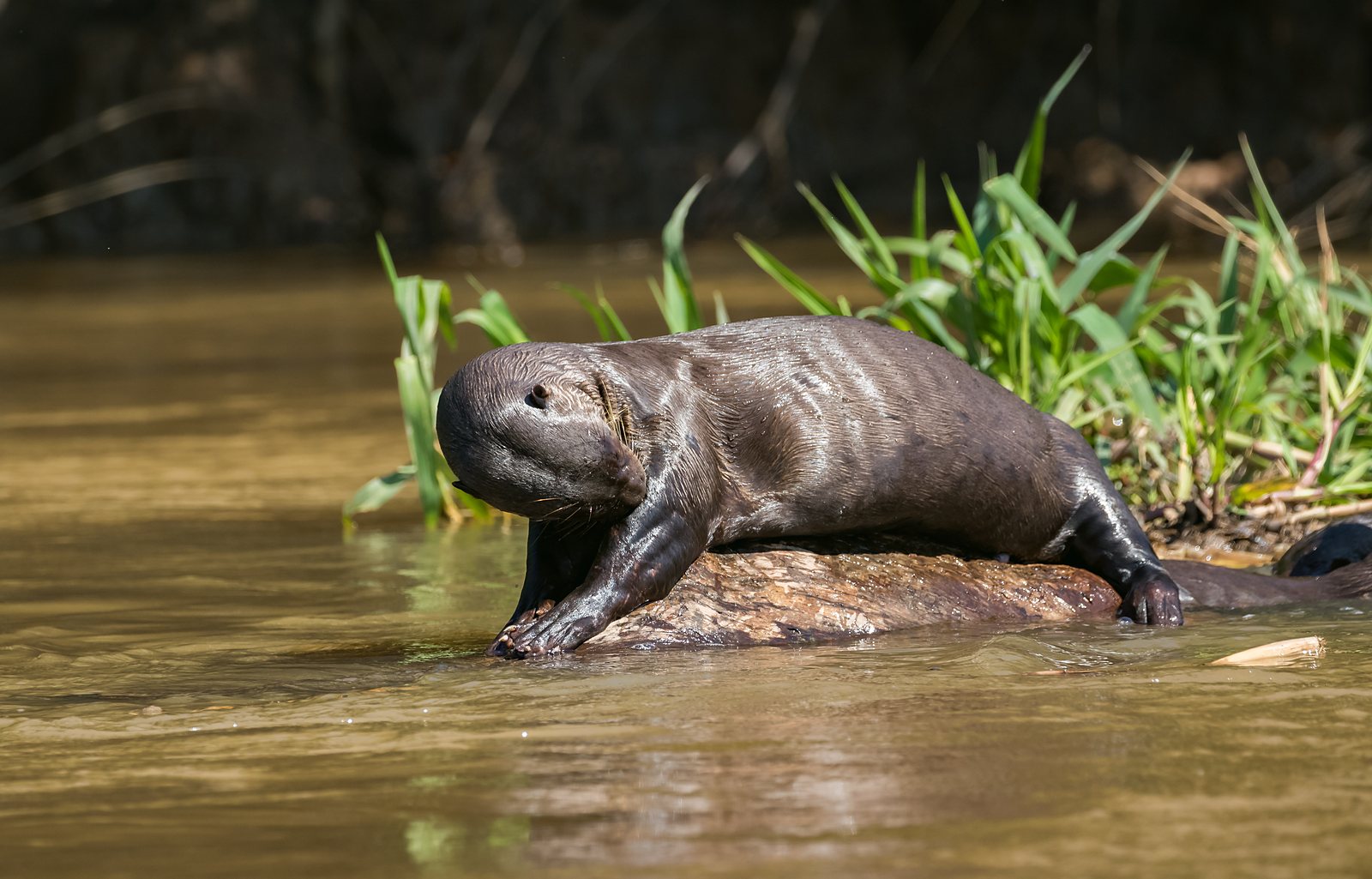 Loutre géante sur une berge boueuse au bord d’une cocha amazonienne