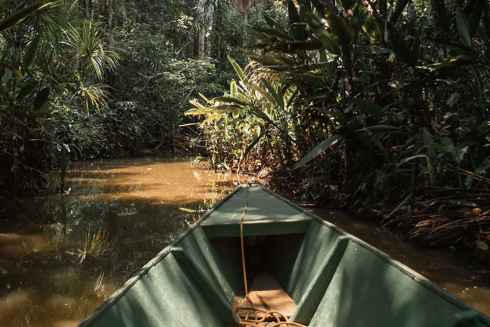Pirogue glissant dans une forêt amazonienne inondée