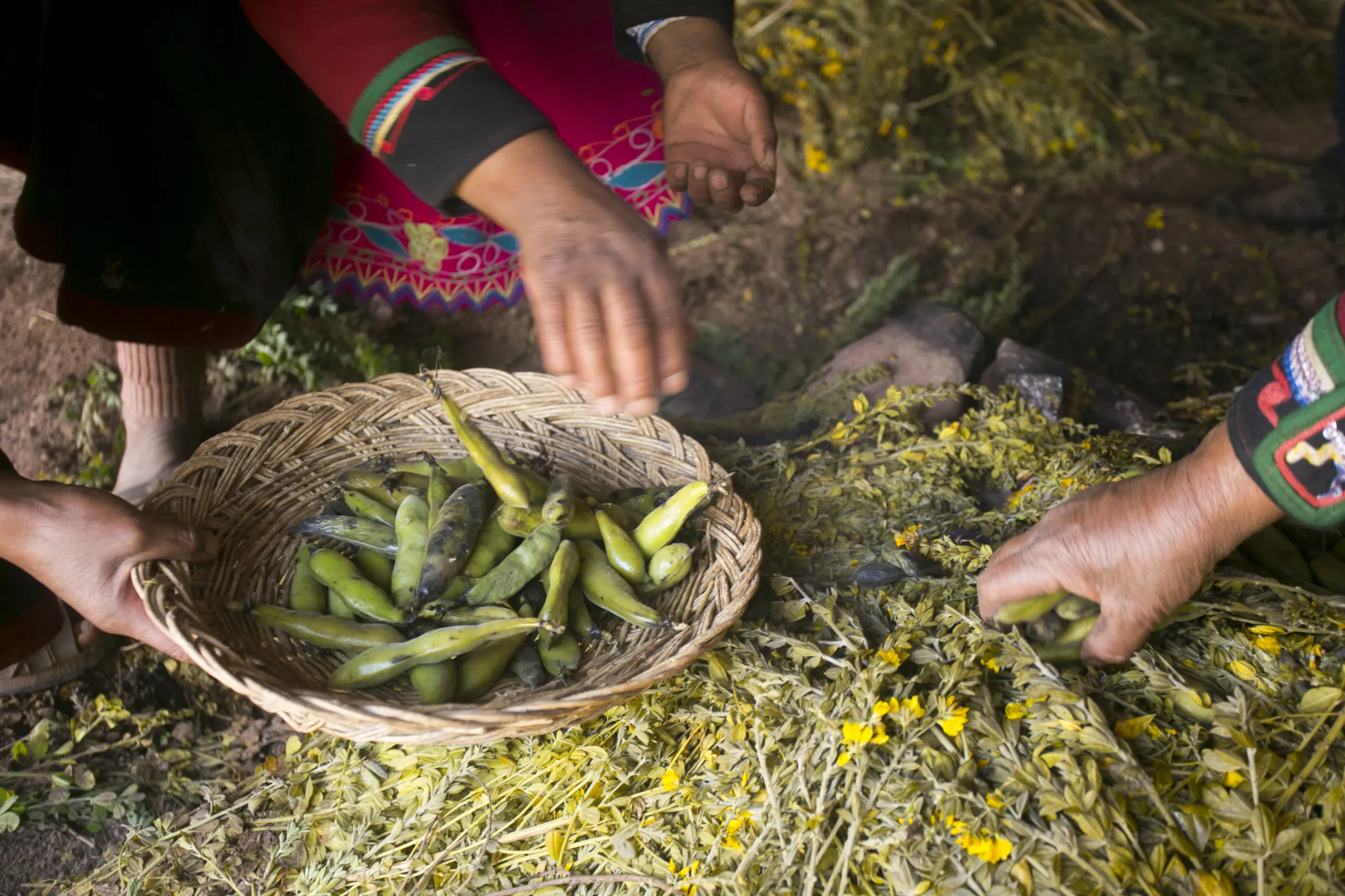 Fèves fraîches et herbes aromatiques préparées pour une pachamanca