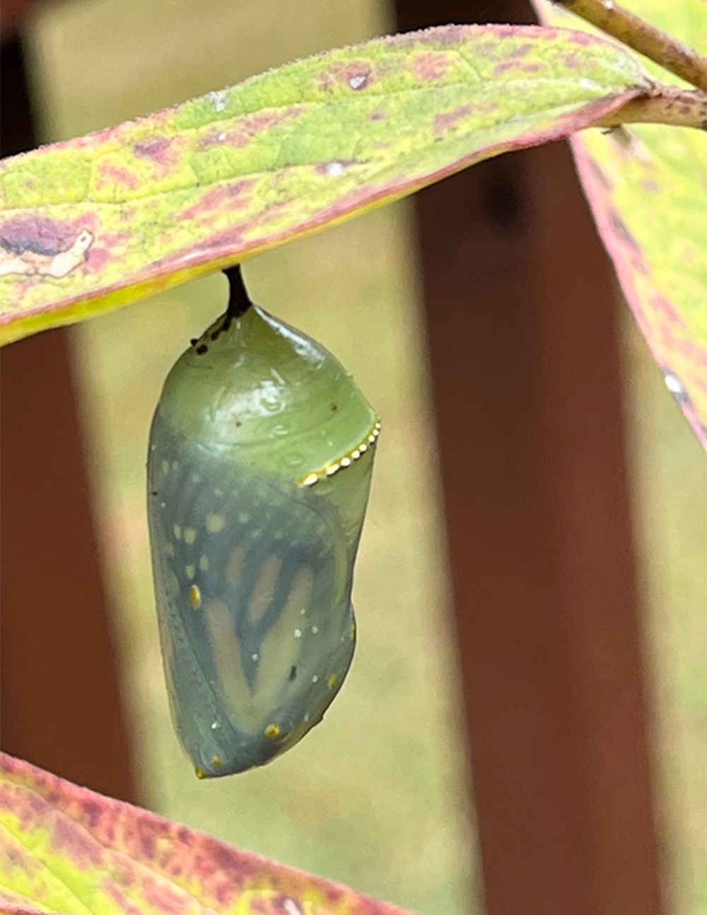 Reader's Submission: Backyard Beauty, by Diana R. Davis of Elkview