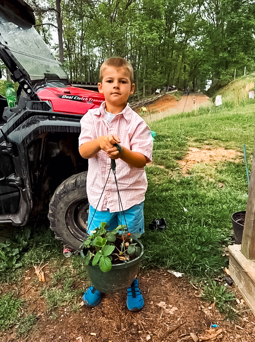 Backyard Strawberry Patch