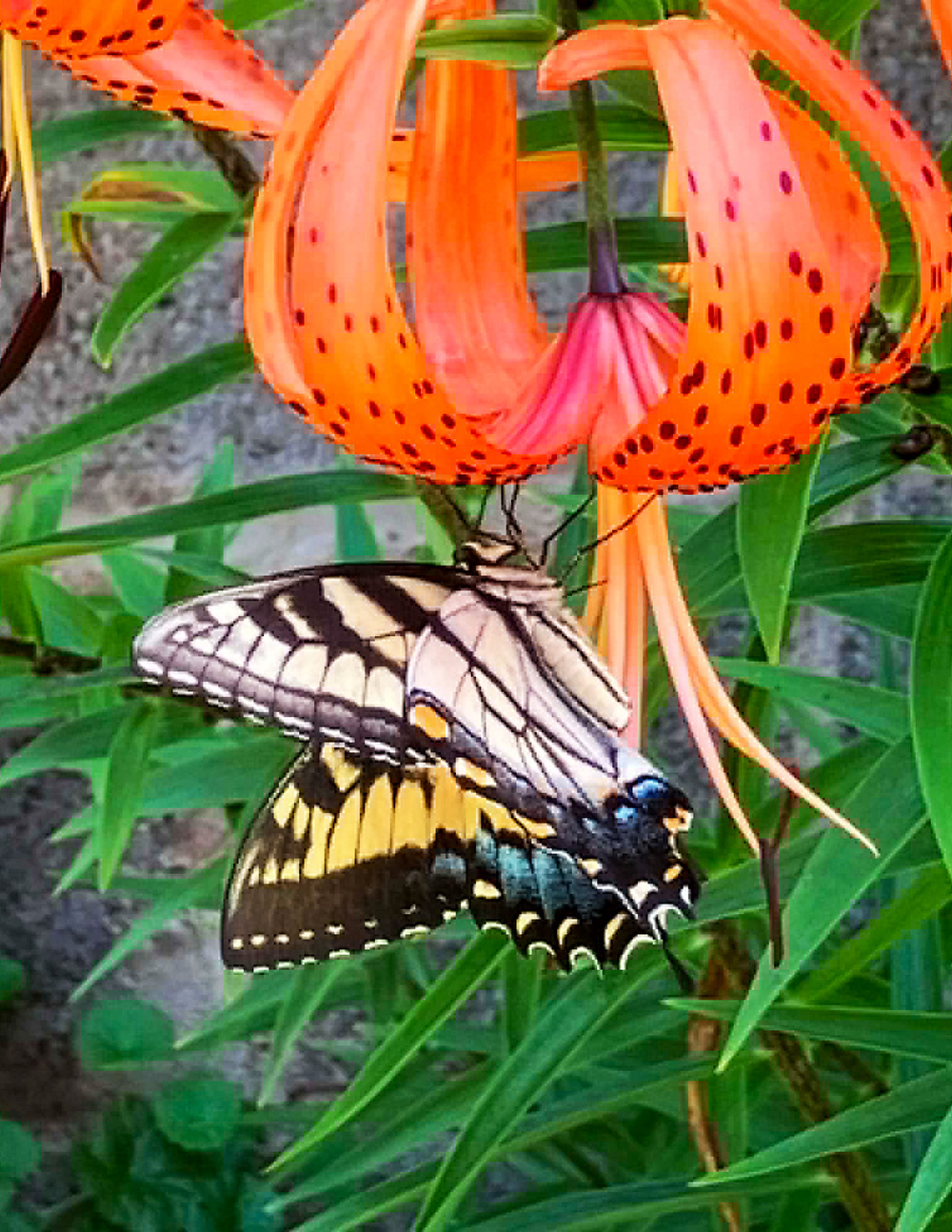 Busy as Bees