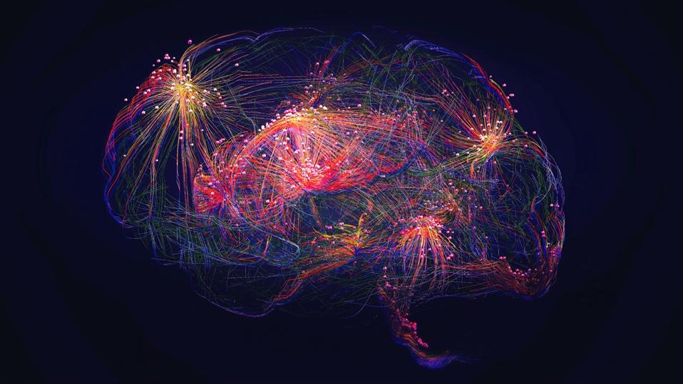 Human brain