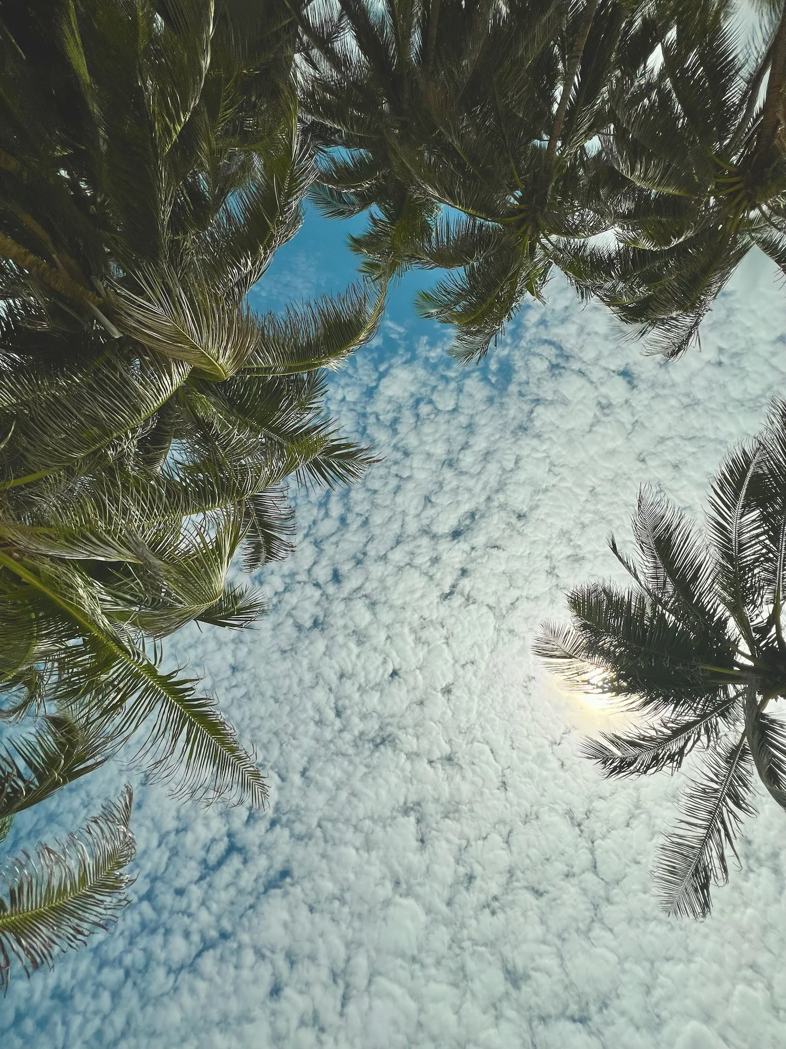 Looking up at the sky and clouds through the palm trees