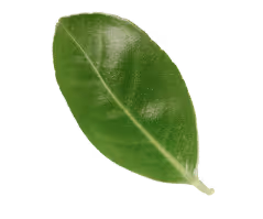 Realistic floating tea leaf on transparent background used in Perico Limojito's homepage and product visuals.