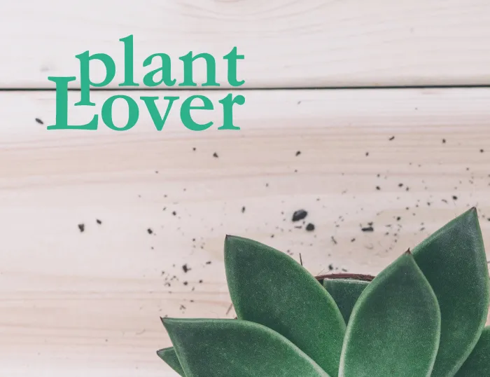 Plant Lover app showing plant scan and care suggestions