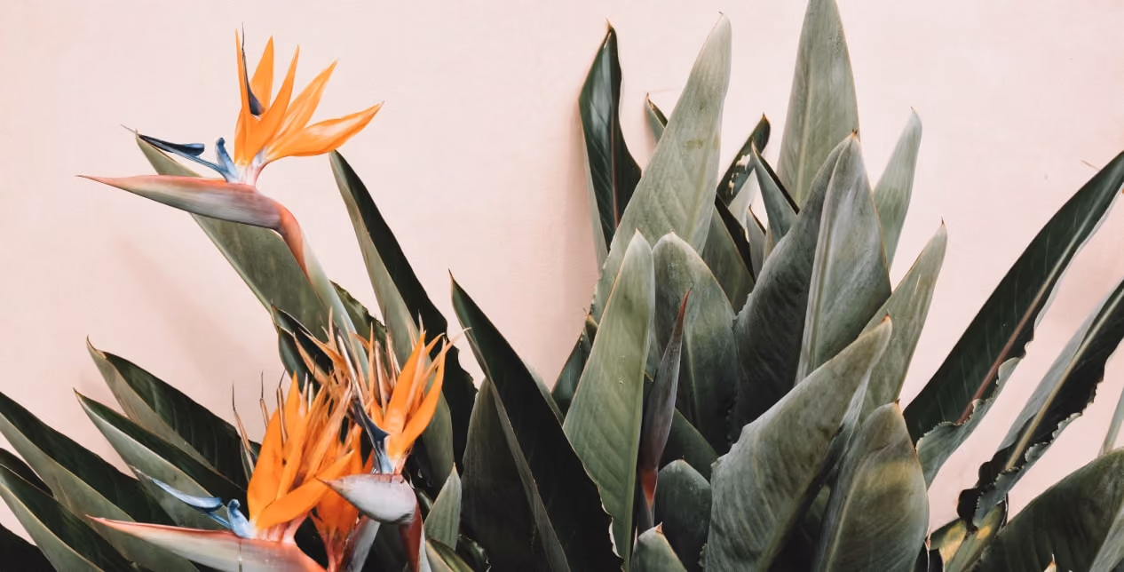 Close-up of Bird of Paradise flowers with orange petals and green leaves against a pale background.